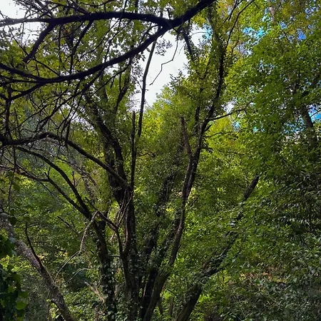 بيت للعطل Quinta Sao Jose - Museu Do Triciclo