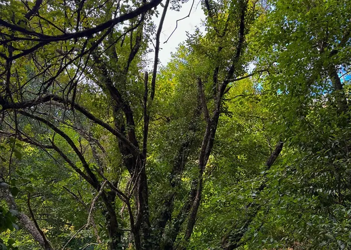 Casa de Férias Quinta São José - Museu Do Triciclo